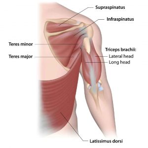 Common cricket injuries and prevention methods Common cricket injuries and prevention methods