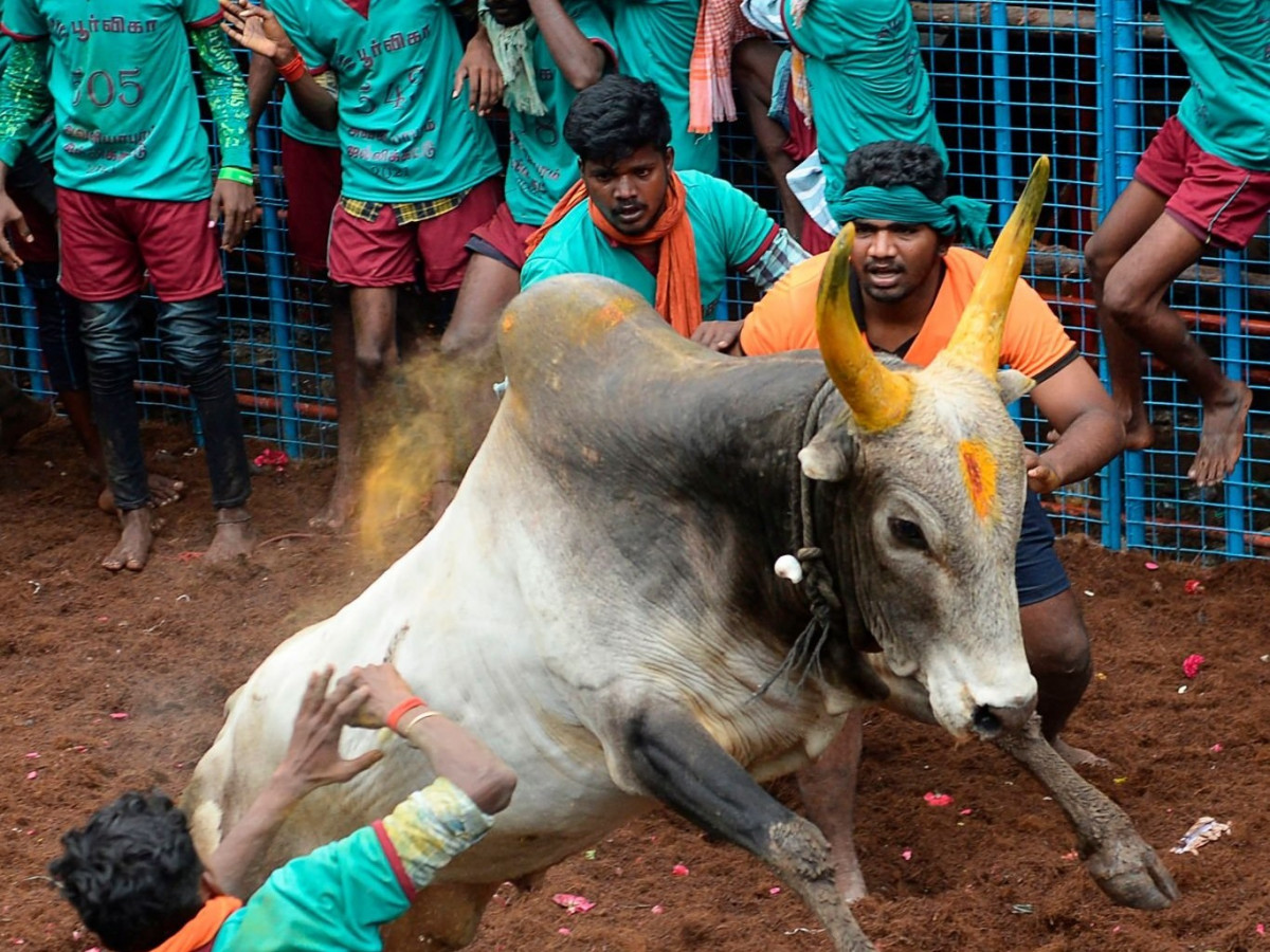 Jallikattu: Tradition & the Future of Tamil Nadu's Bull Taming Festival  