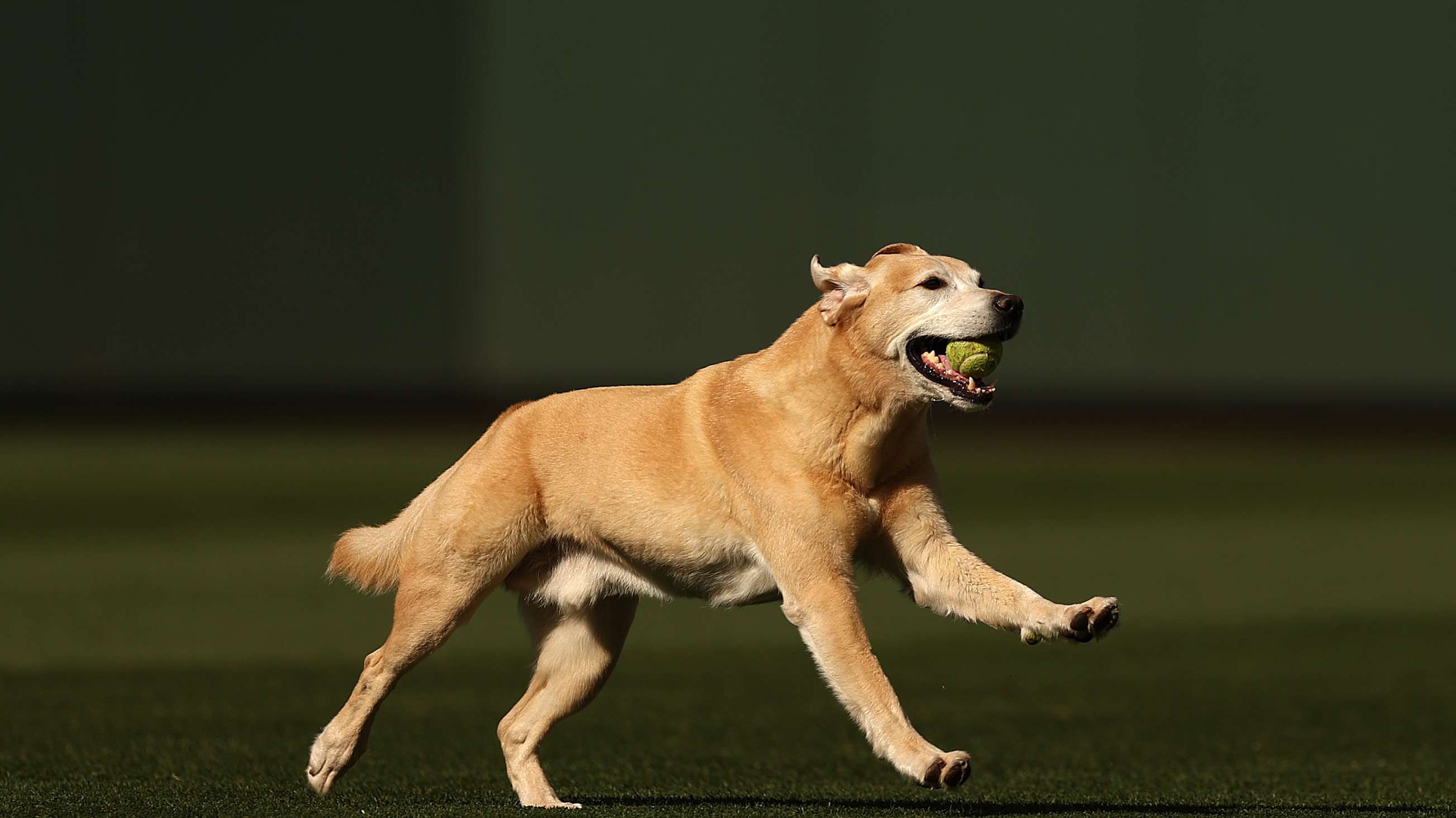 Video: funny moment: a dog invades a match in the Egyptian League  